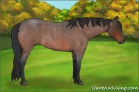 Horse Color:Bay Roan 