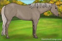 Horse Color:Silver Grullo