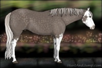 Horse Color:Silver Black Splash