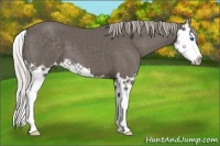 Horse Color:Silver Black Splash