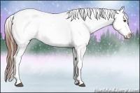 Horse Color:Chestnut Appaloosa