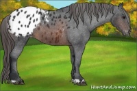 Horse Color:Brown Appaloosa 