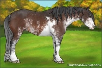 Horse Color:Bay Sabino