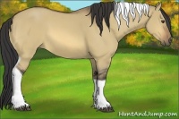 Horse Color:Buckskin Dun Tobiano