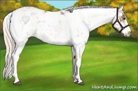 Horse Color:Palomino Sabino  and Palomino Sabino 