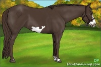Horse Color:Liver Chestnut Frame 