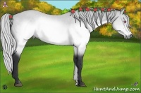 Horse Color:Silver Brown Chinchilla 