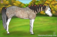Horse Color:Buckskin Ice Splash 