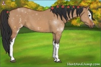 Horse Color:White Spotted Bay Dun