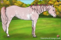 Horse Color:Watercolor Palomino Dun Sabino 