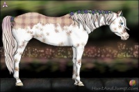 Horse Color:Plaid  Silver Bay Roan Splash 