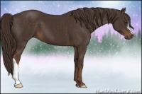 Horse Color:Liver Chestnut 