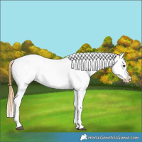 Horse Color:Buckskin Near Leopard Rabicano
