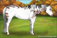Horse Color:Bay Splash Frame Varnish 