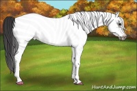 Horse Color:White Spotted Brown Frame Blanket Rabicano 