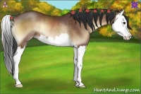 Horse Color:Bay Onyx Splash Rabicano