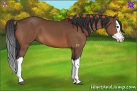 Horse Color:Bay Splash 