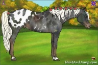 Horse Color:Liver Chestnut Appaloosa 
