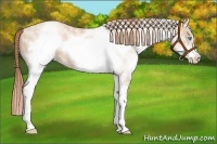 Horse Color:White Spotted Buckskin Pearl Frame Appaloosa