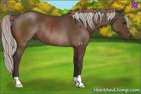 Horse Color:Silver Bay Rabicano