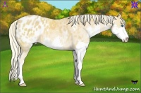 Horse Color:Chestnut Sabino Splash Appaloosa Rabicano