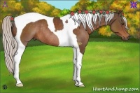 Horse Color:Silver Bay Tobiano Rabicano 