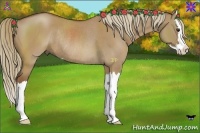 Horse Color:Red Dun Sabino Splash Rabicano 