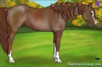Horse Color:Chestnut Sabino 