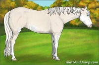 Horse Color:Cremello Sabino  and Cremello Sabino 