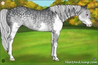 Horse Color:Silver Black Chinchilla Splash Rabicano 