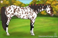 Horse Color:Bay Ice Appaloosa 
