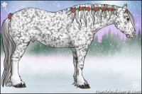 Horse Color:Black Appaloosa Rabicano 