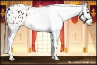 Horse Color:Brown Splash Appaloosa