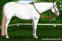 Horse Color:Smoky Black Pearl Appaloosa