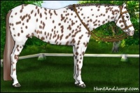Horse Color:Chestnut Sabino Appaloosa 