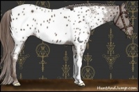 Horse Color:Liver Chestnut Appaloosa 