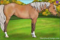 Horse Color:Silver Bay 