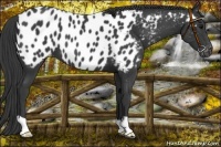 Horse Color:Black Near Leopard 