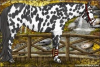 Horse Color:Black Appaloosa