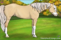 Horse Color:Silver Classic Champagne Dun Splash