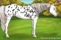 Horse Color:Liver Chestnut Splash Appaloosa 
