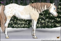 Horse Color:Bay Pearl Dun Splash Appaloosa 