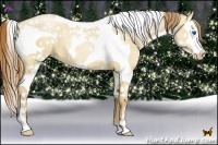 Horse Color:Red Dun Pearl Splash Tobiano 