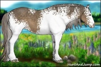 Horse Color:White Spotted Chocolate Palomino 