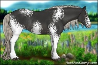 Horse Color:White Spotted Liver Chestnut Rabicano