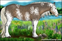 Horse Color:White Spotted Liver Chestnut 