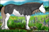 Horse Color:Liver Chestnut Splash Rabicano
