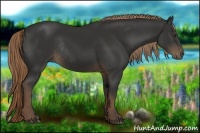 Horse Color:Liver Chestnut Rabicano 