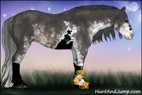Horse Color:Brown Sabino Rabicano