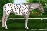 Horse Color:Liver Chestnut Near Leopard 